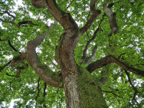 oak tree