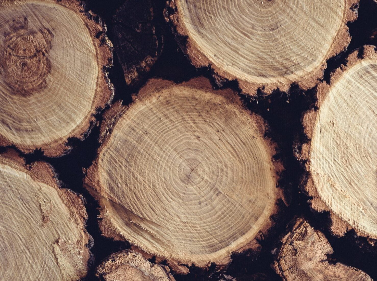 oak logs showing growth rings